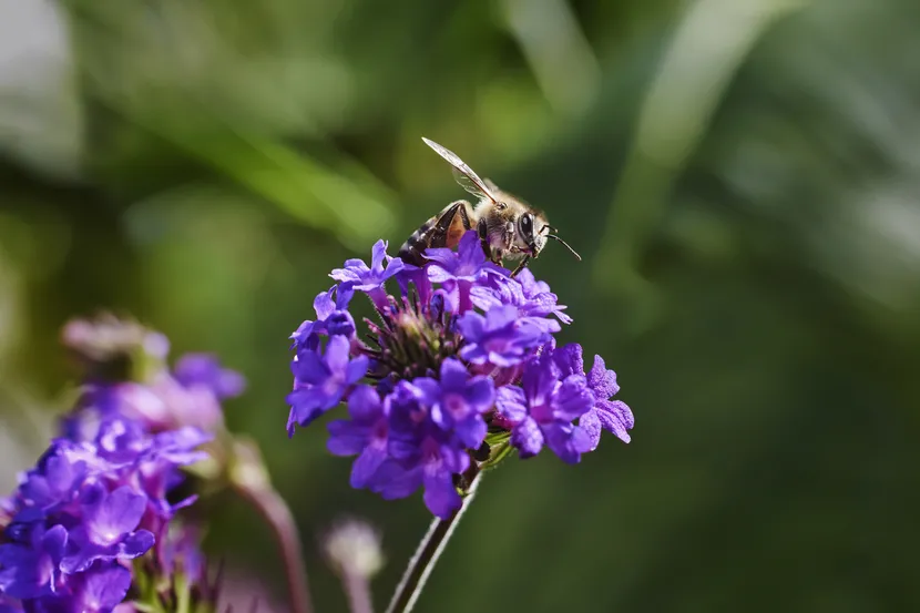 Thoughtful Design for Sustainability and Circular Economy